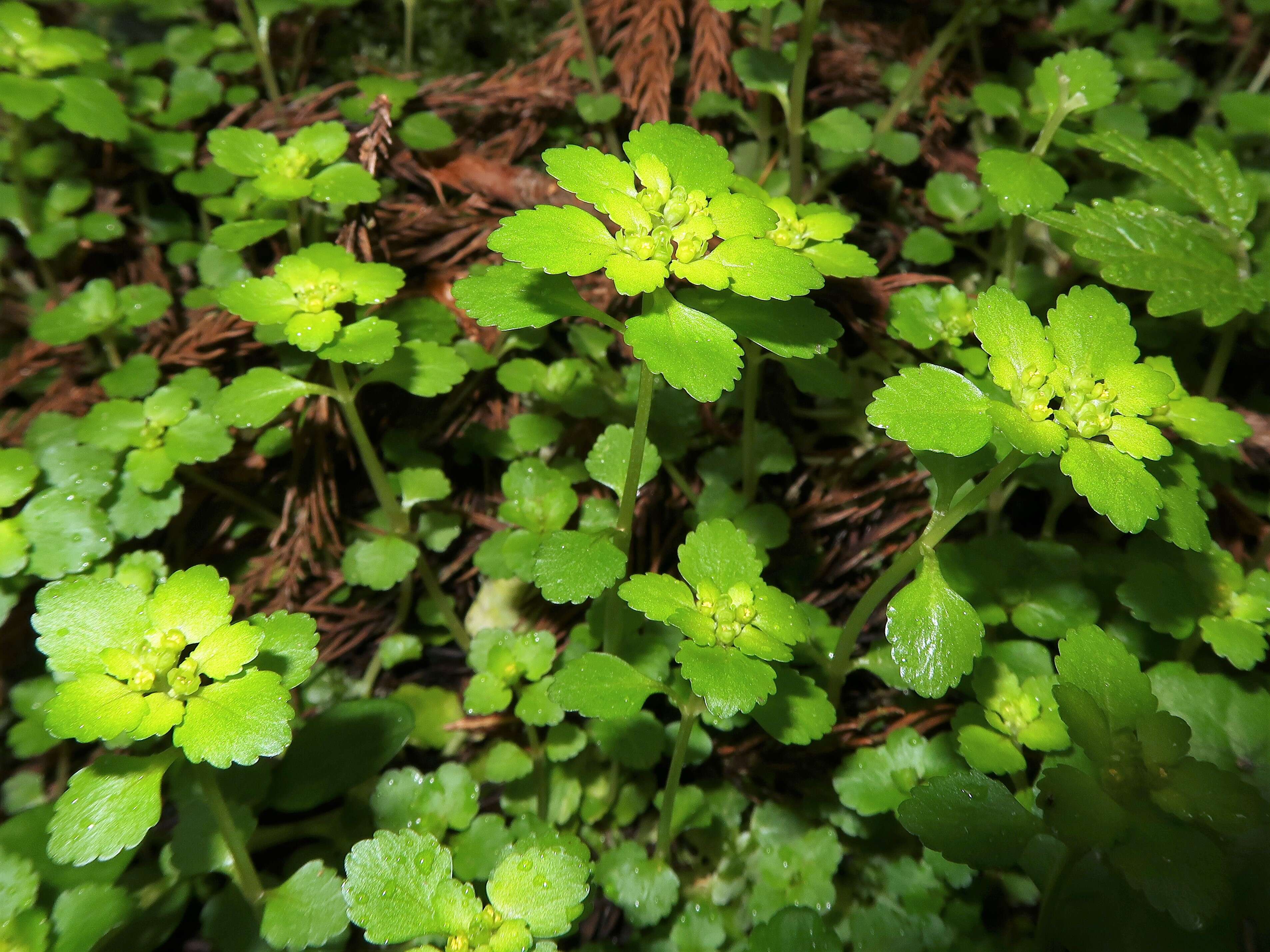 Plancia ëd Chrysosplenium