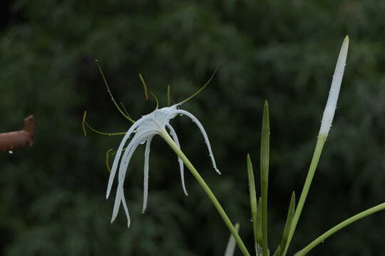 Image of beach spiderlily