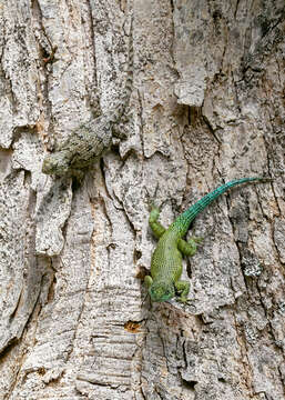 Image of Green Spiny Lizard