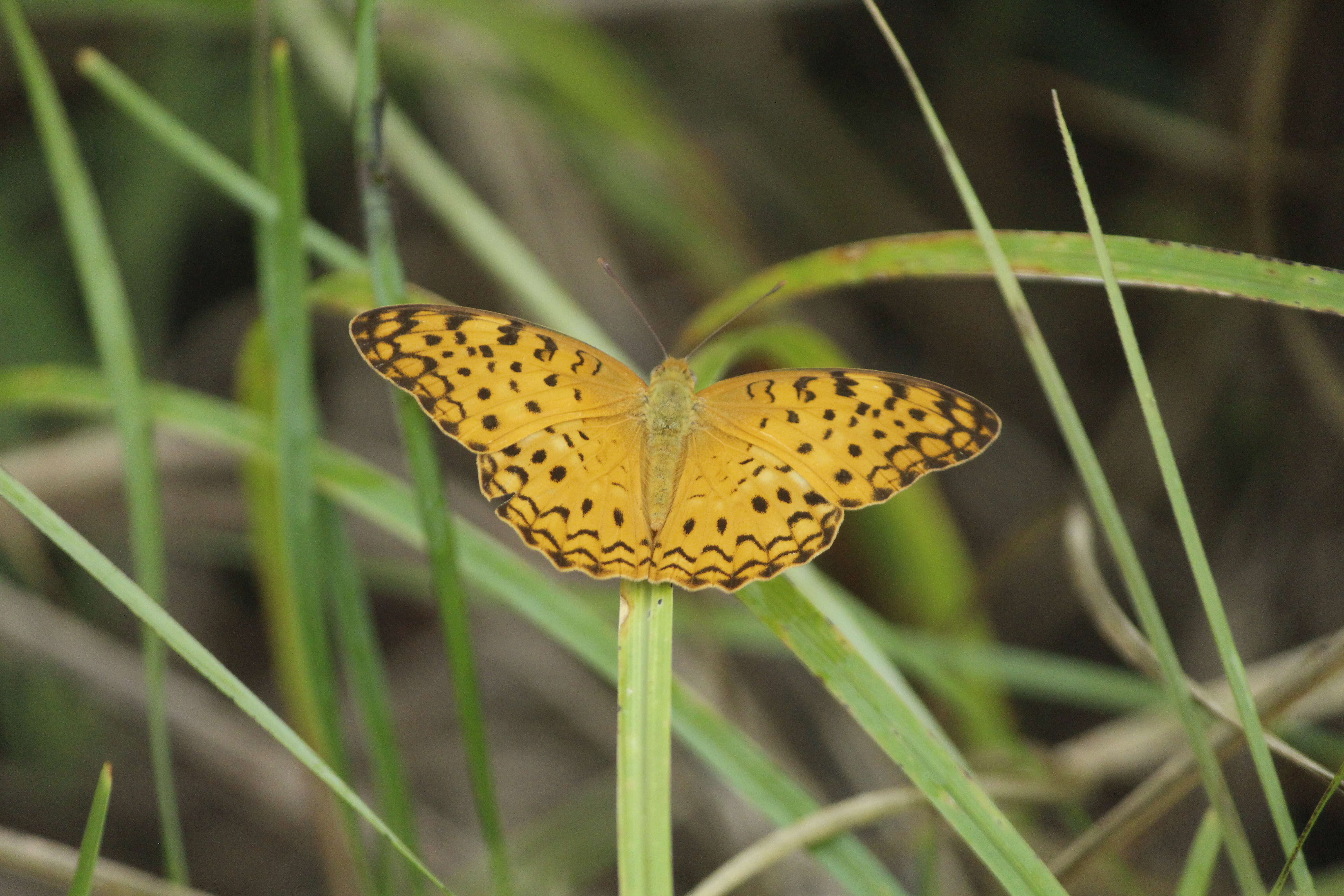 Image of Common Leopard