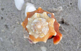 Image of Florida fighting conch