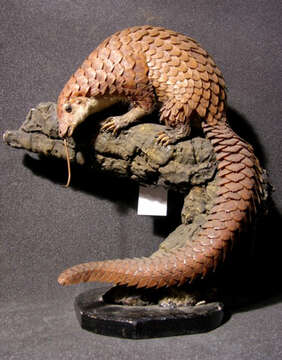 Image of tree pangolin