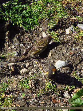 Image of Fire-fronted Serin