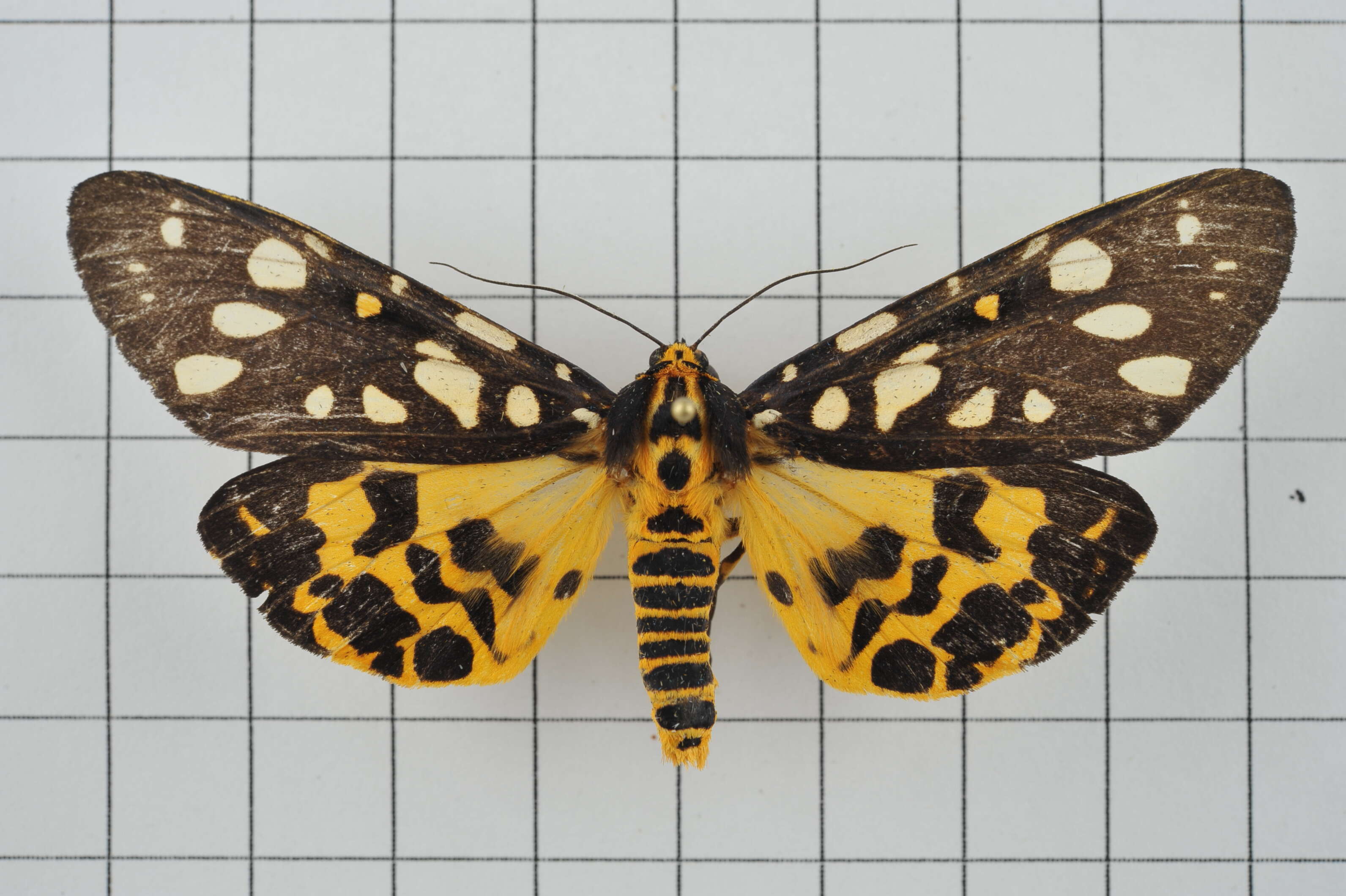 Image of Aglaomorpha histrio (Walker 1855)