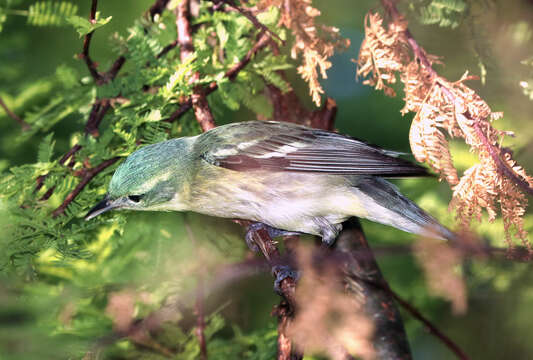 Image of Cerulean Warbler