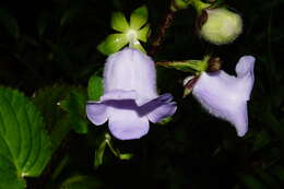 Image of Canterbury bells