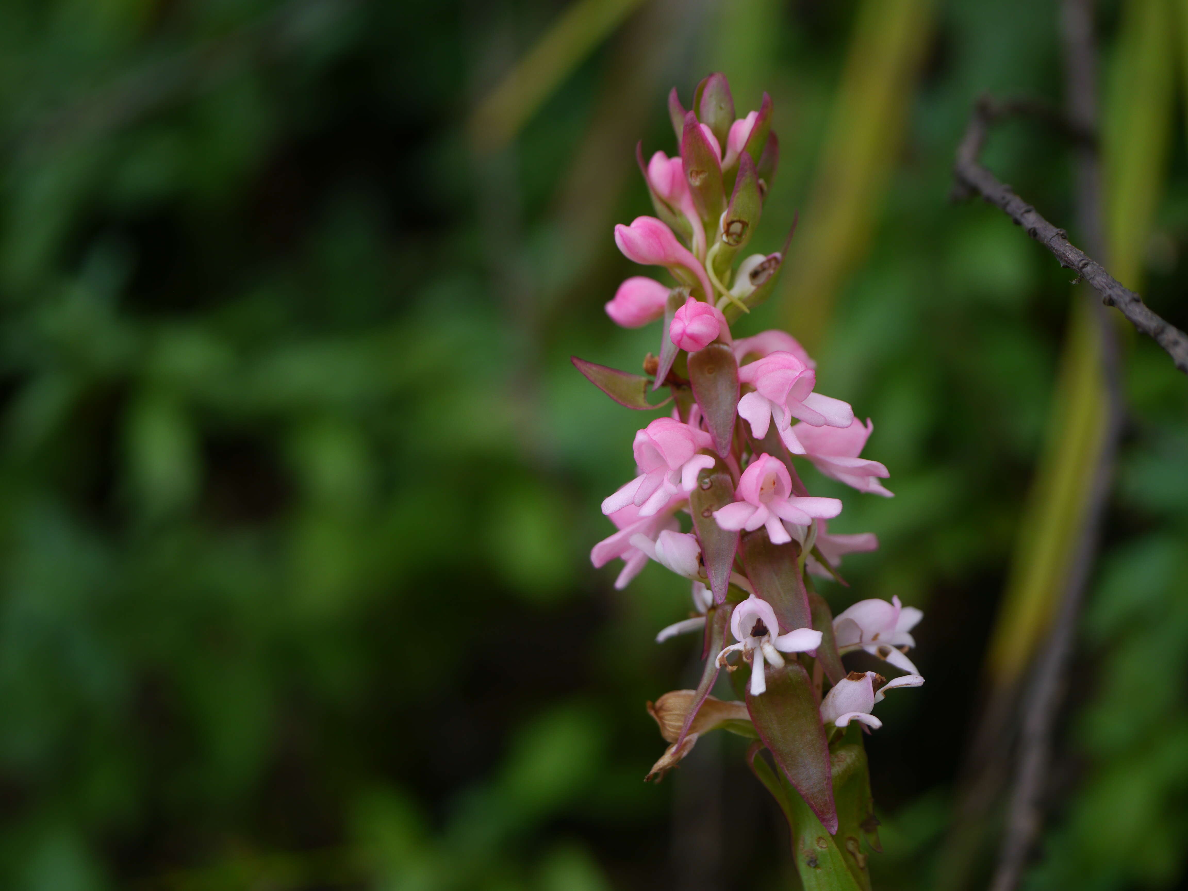 Image of Satyrium nepalense D. Don