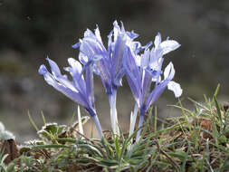 Image of Iris reticulata M. Bieb.