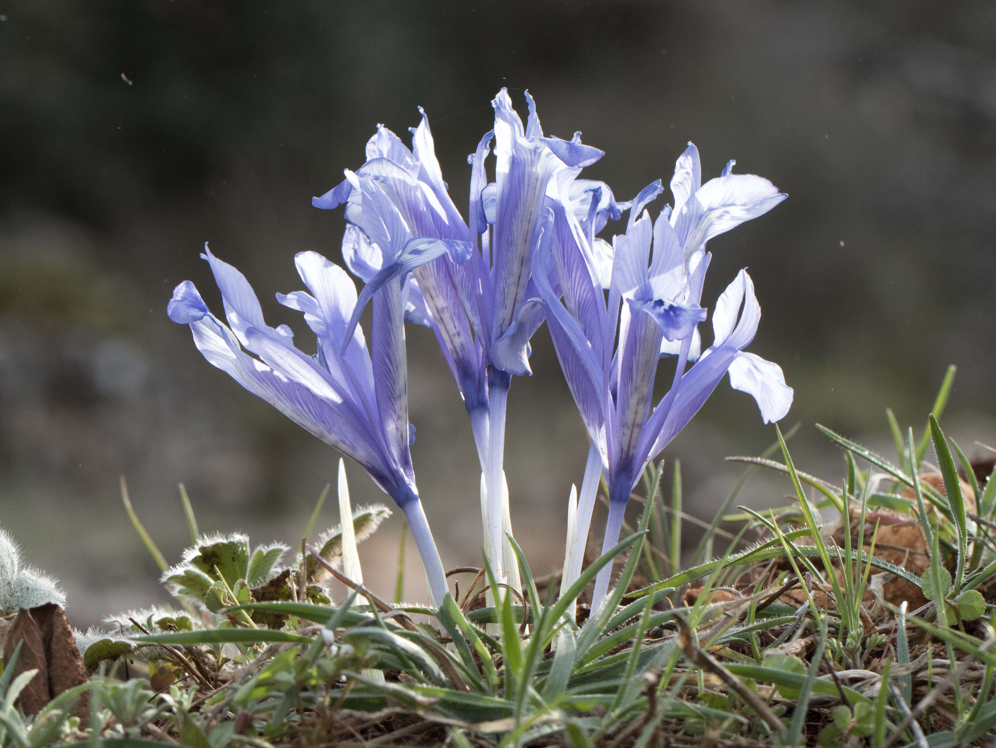 Image of Iris reticulata M. Bieb.