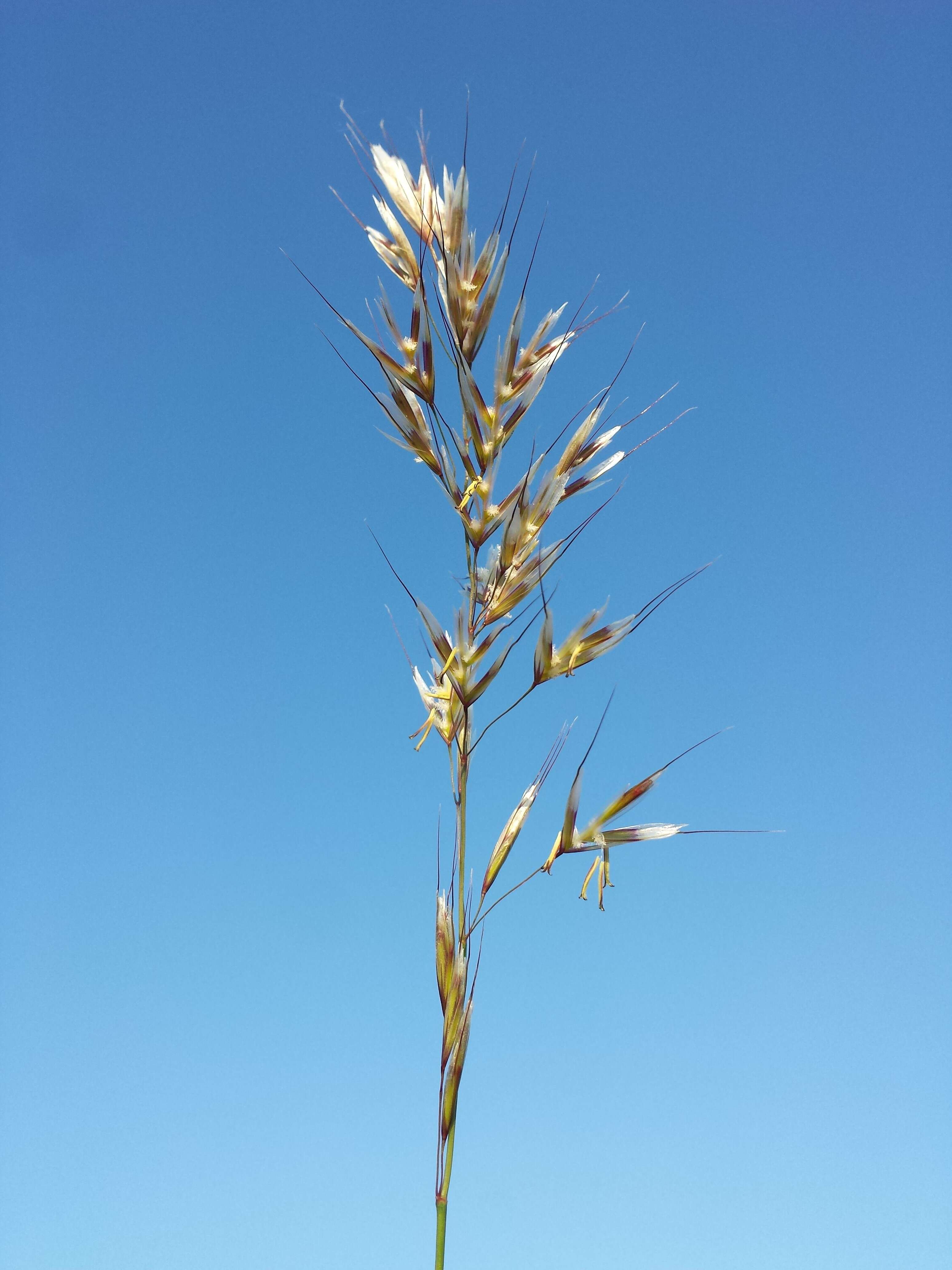 Image of oatgrass