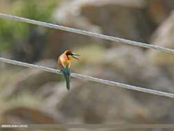 Image of bee-eater, european bee-eater
