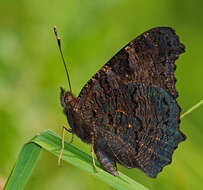 Image of Aglais io