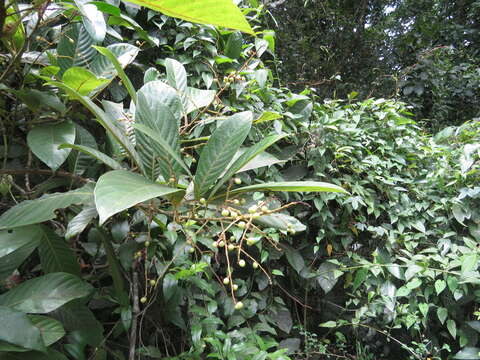 Image of Meliosma simplicifolia (Roxb.) Walp.