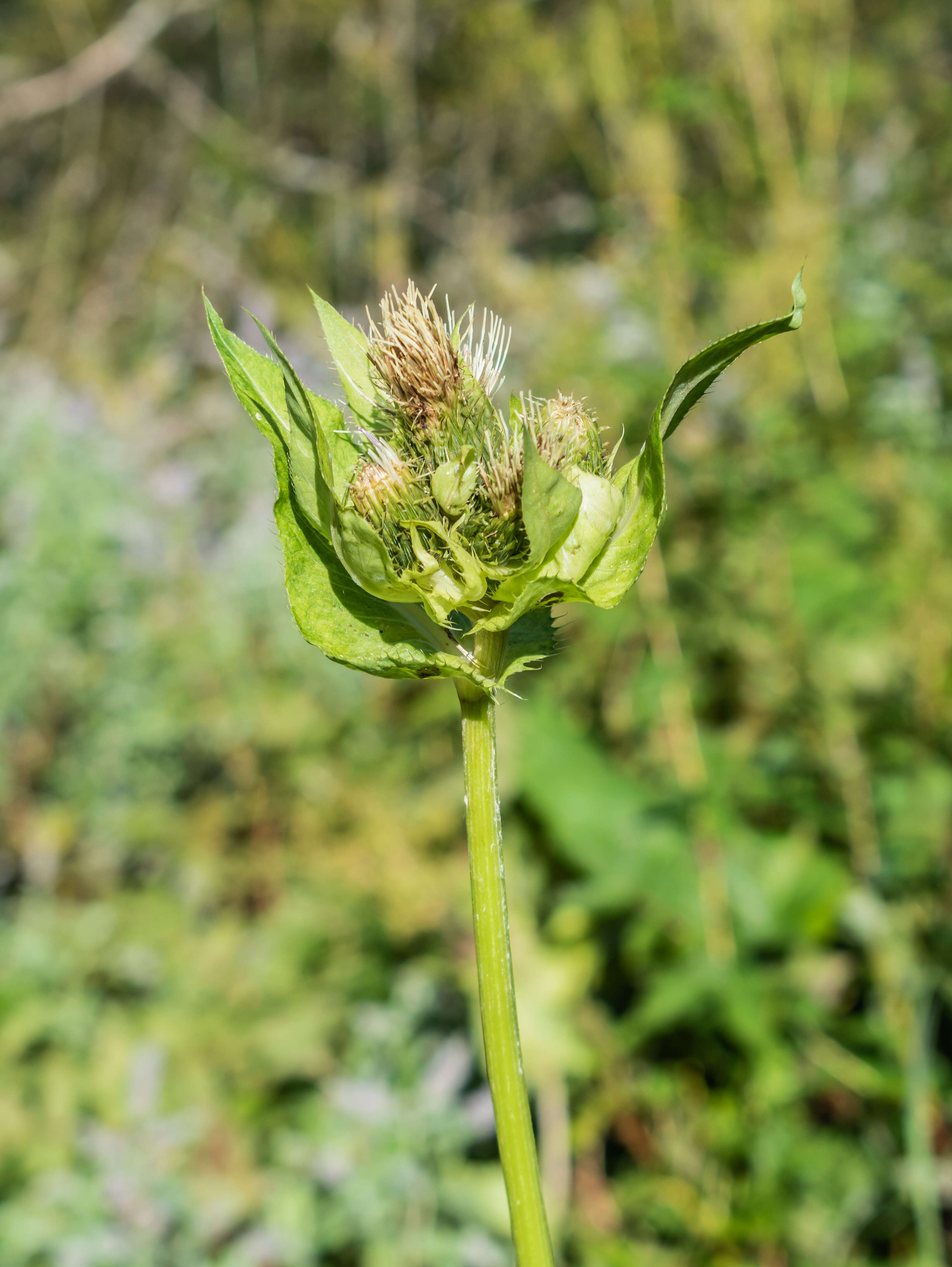 Image of Cabbage Thistle