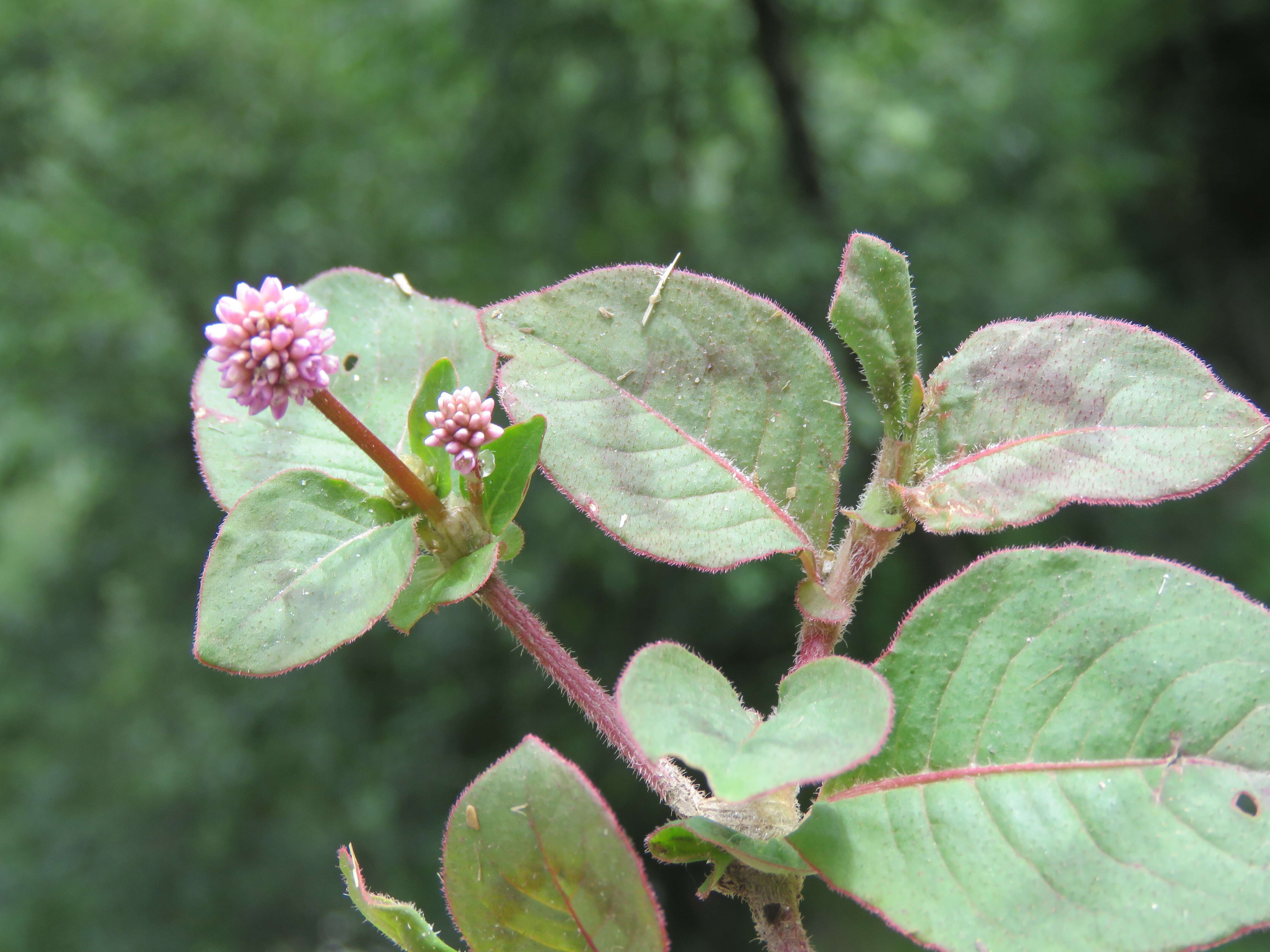 Imagem de Persicaria capitata (Buch.-Ham. ex D. Don) H. Gross