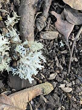 Image of ring lichen