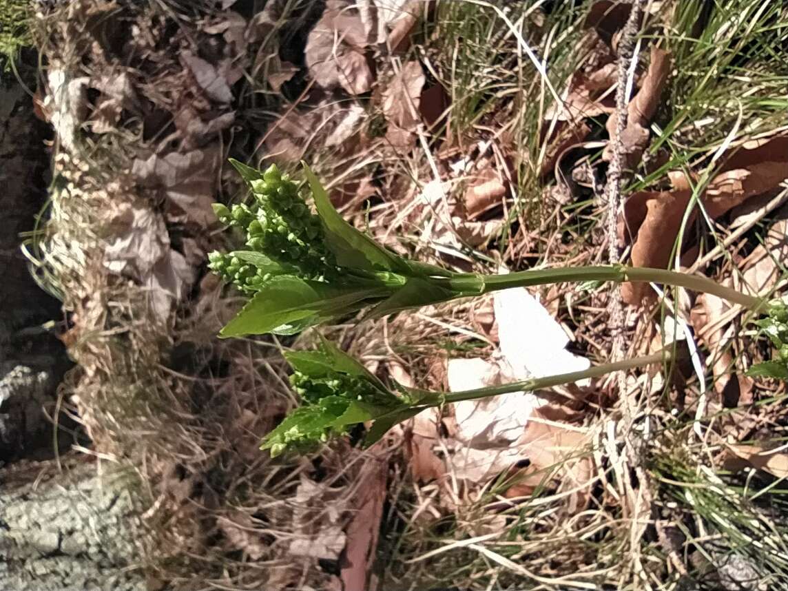 Image of dog's mercury