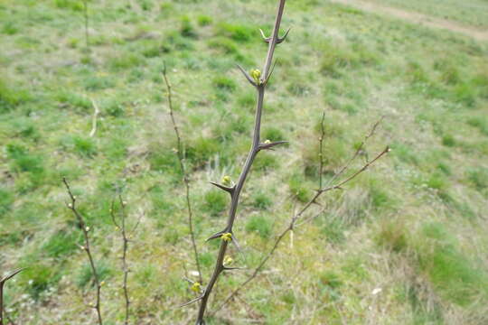 Image of black locust