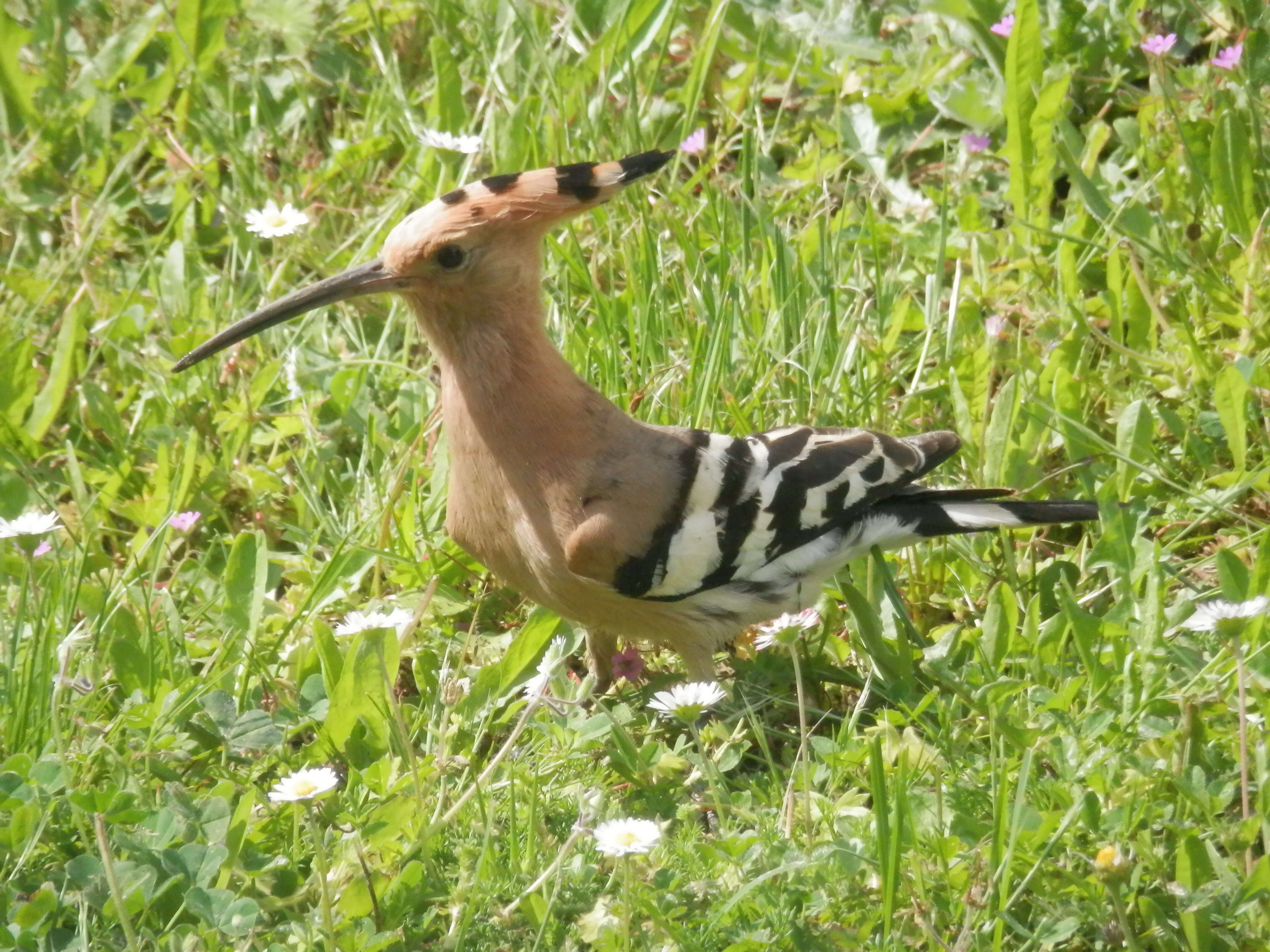 Imagem de Upupa Linnaeus 1758