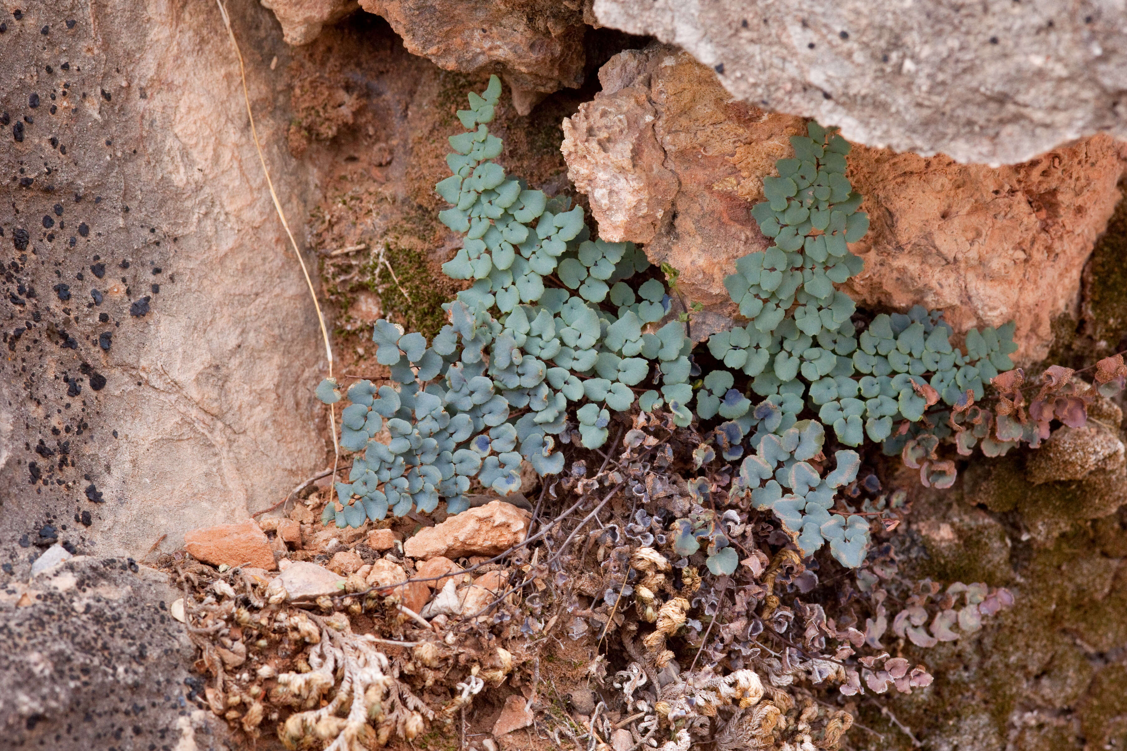 Image of false cloak fern