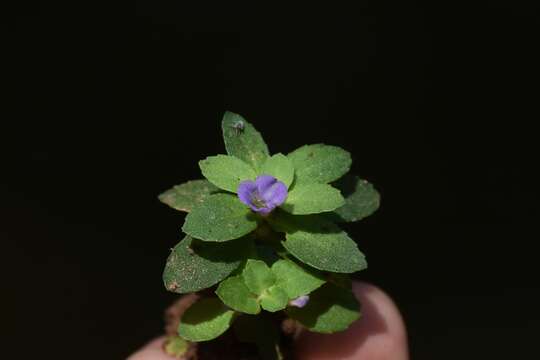 Image of Limnophila repens (Benth.) Benth.