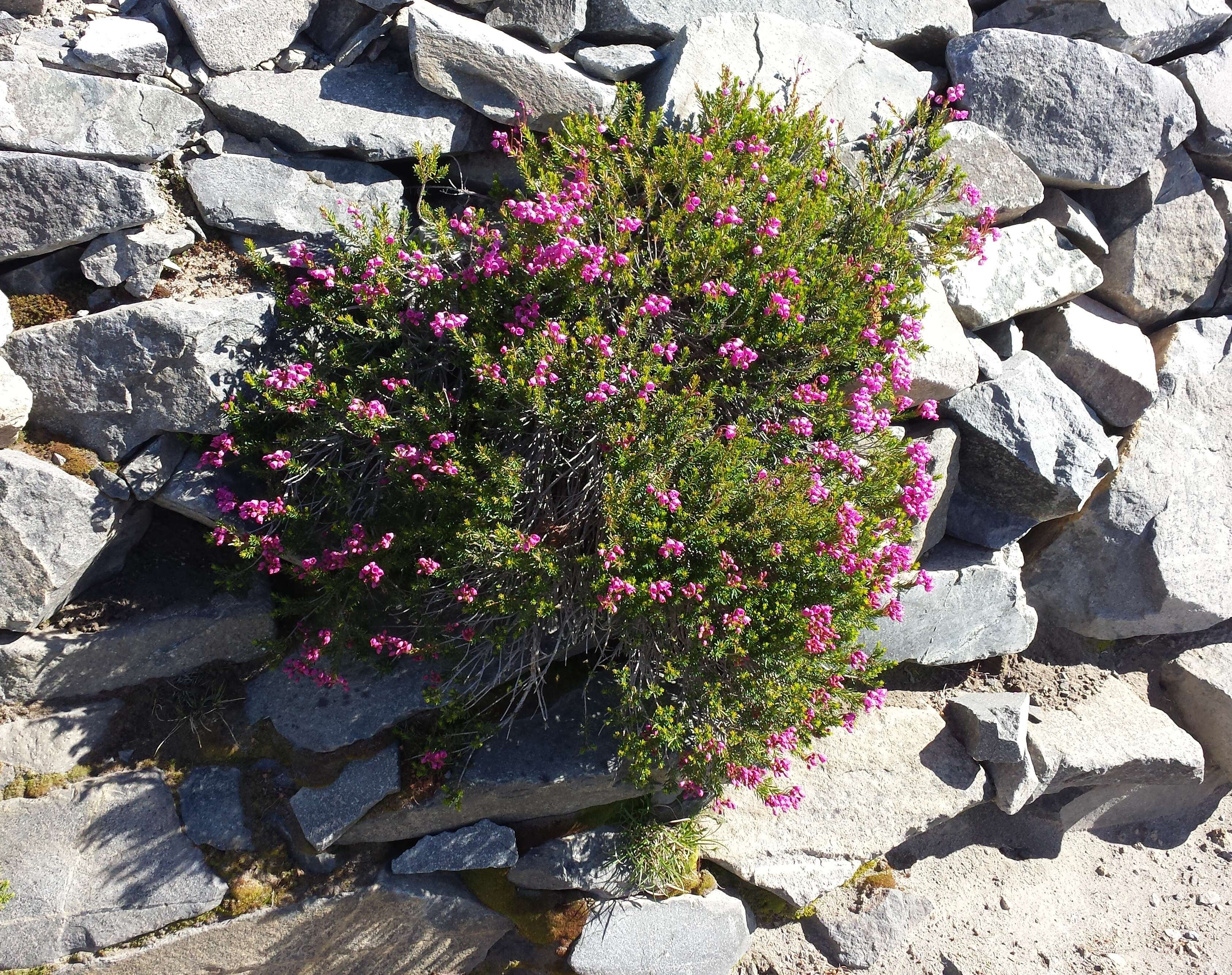 Image of pink mountainheath