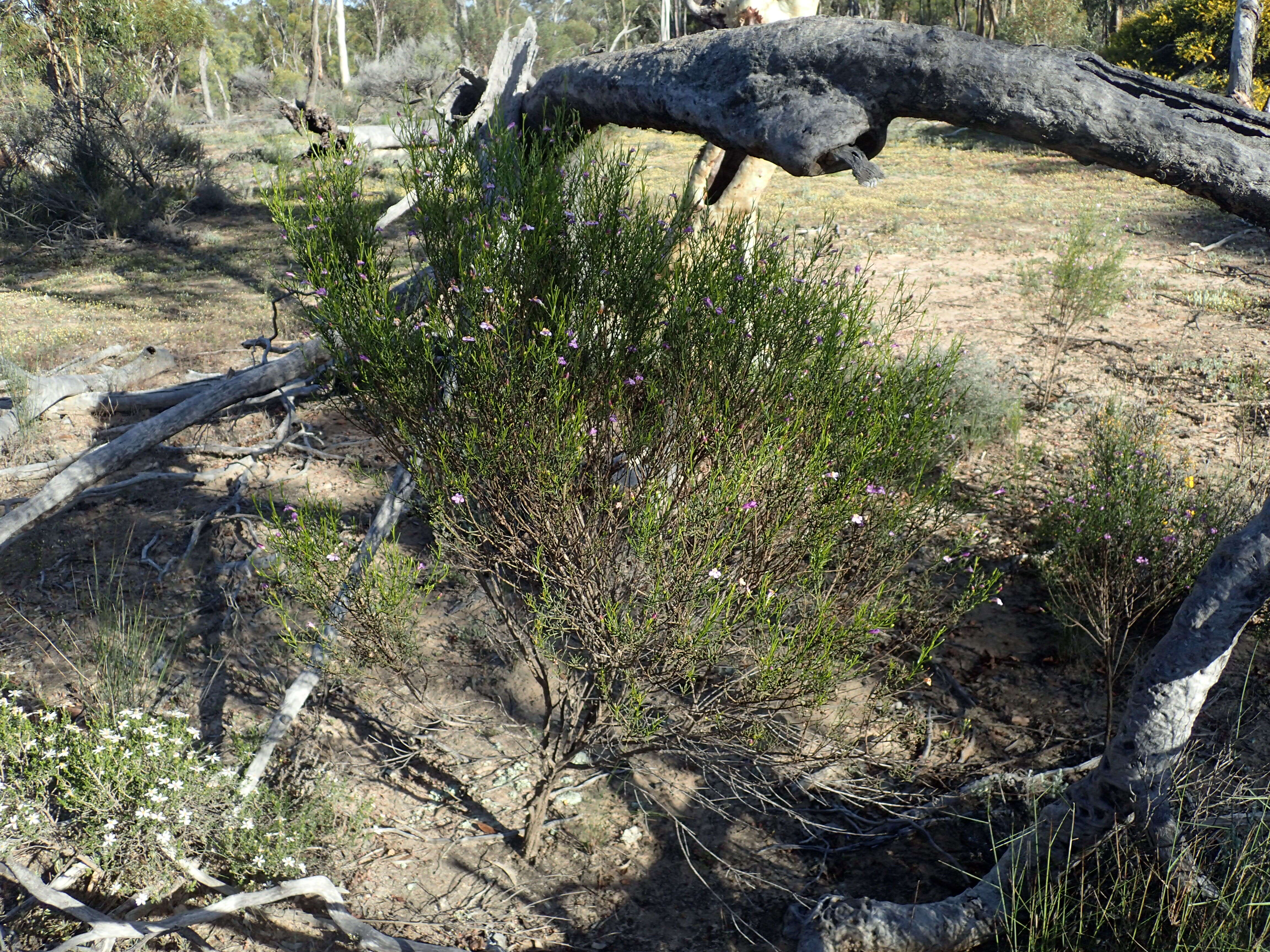 Image de Eremophila drummondii F. Muell.