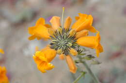 Image of Argylia radiata (L.) D. Don