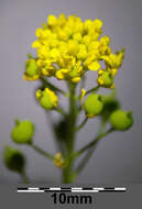 Image of ball mustard