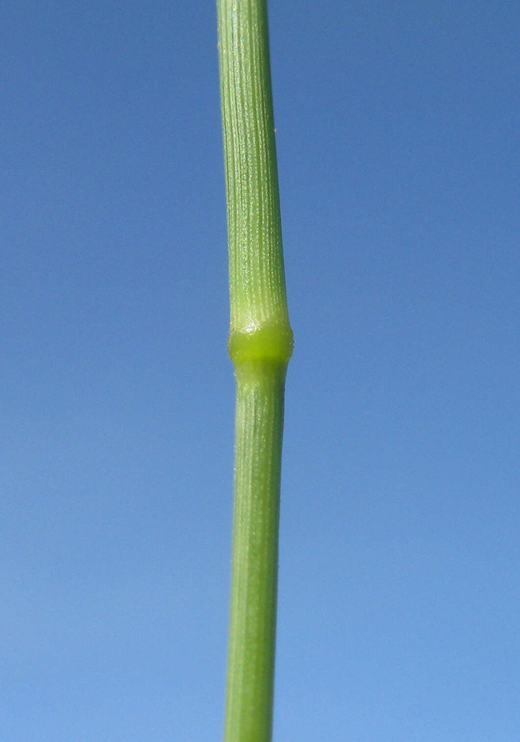 Image of Brown's lovegrass