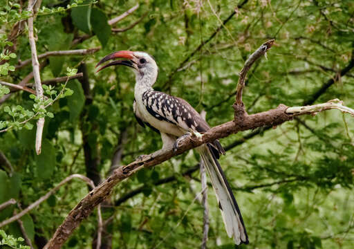 Image of Northern Red-billed Hornbill