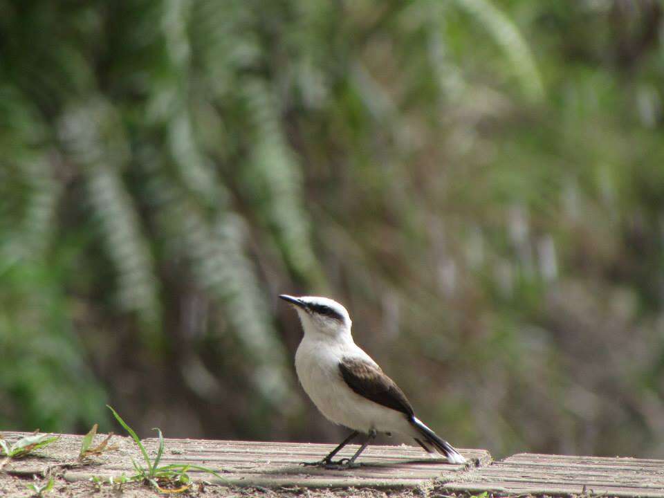 Image of Fluvicola Swainson 1827