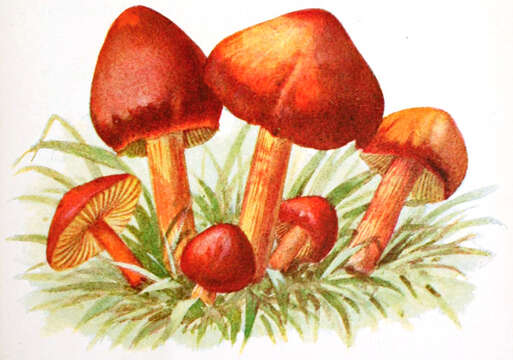 Image de Hygrophore ponceau