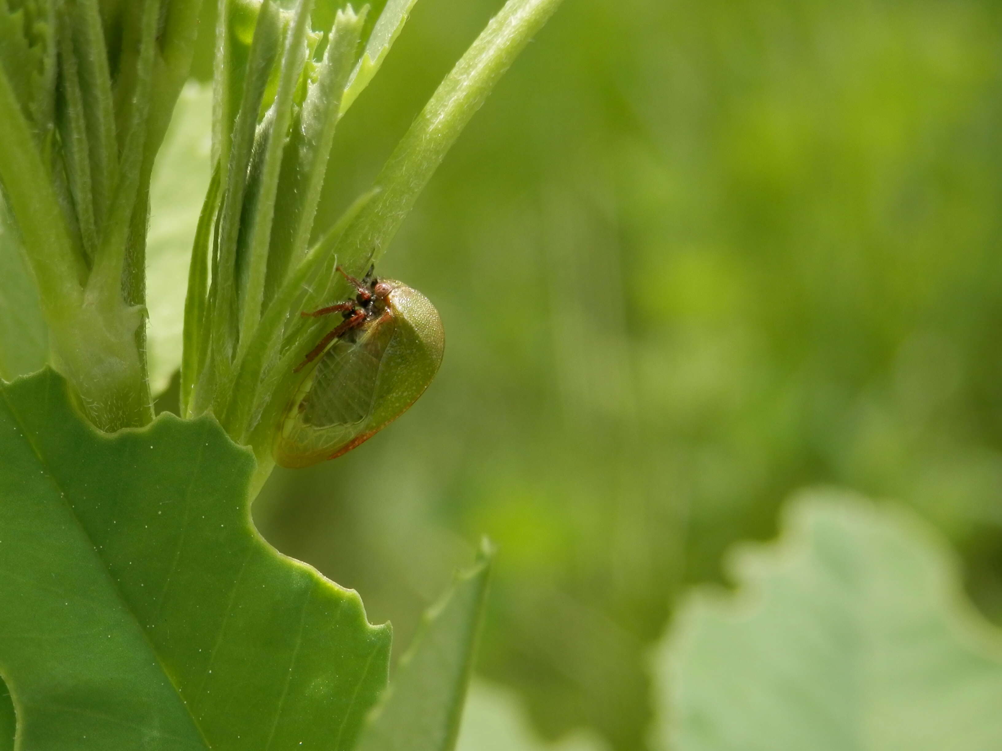 Image of Buffalo Treehoppers