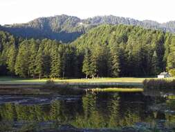 Image of Deodar cedar