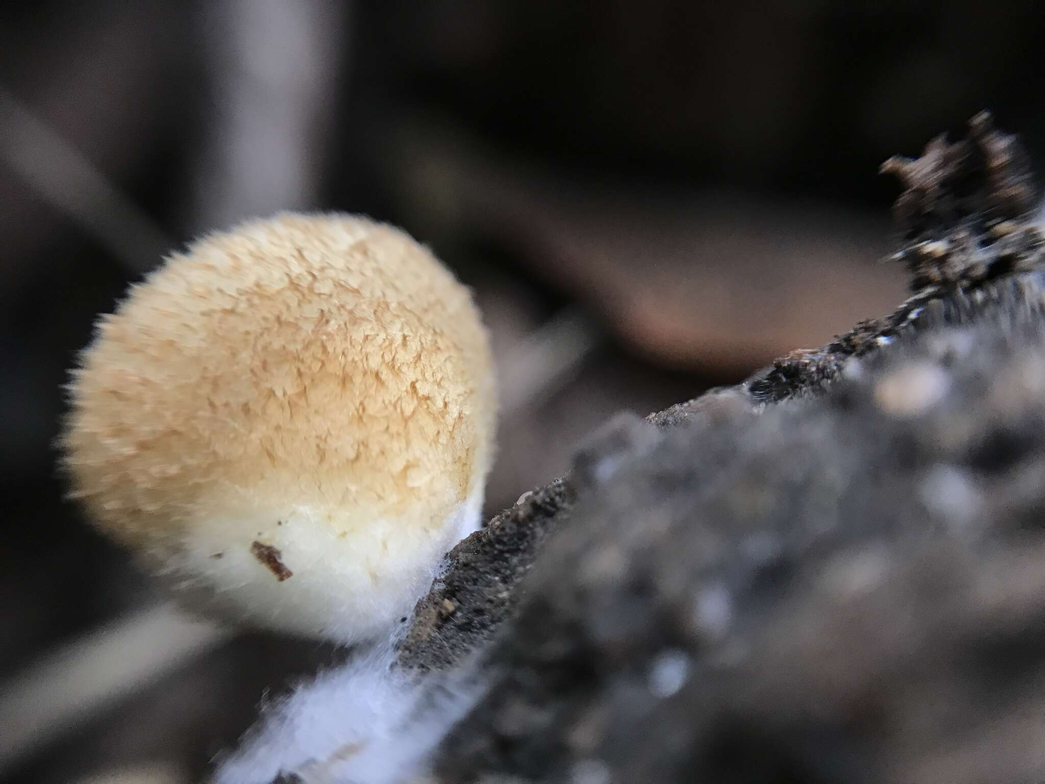 Image of Crepidotus mollis (Schaeff.) Staude 1857