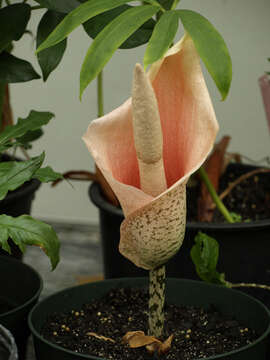 Amorphophallus bulbifer (Roxb.) Blume resmi