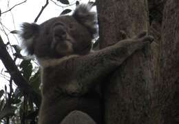 Image of koalas