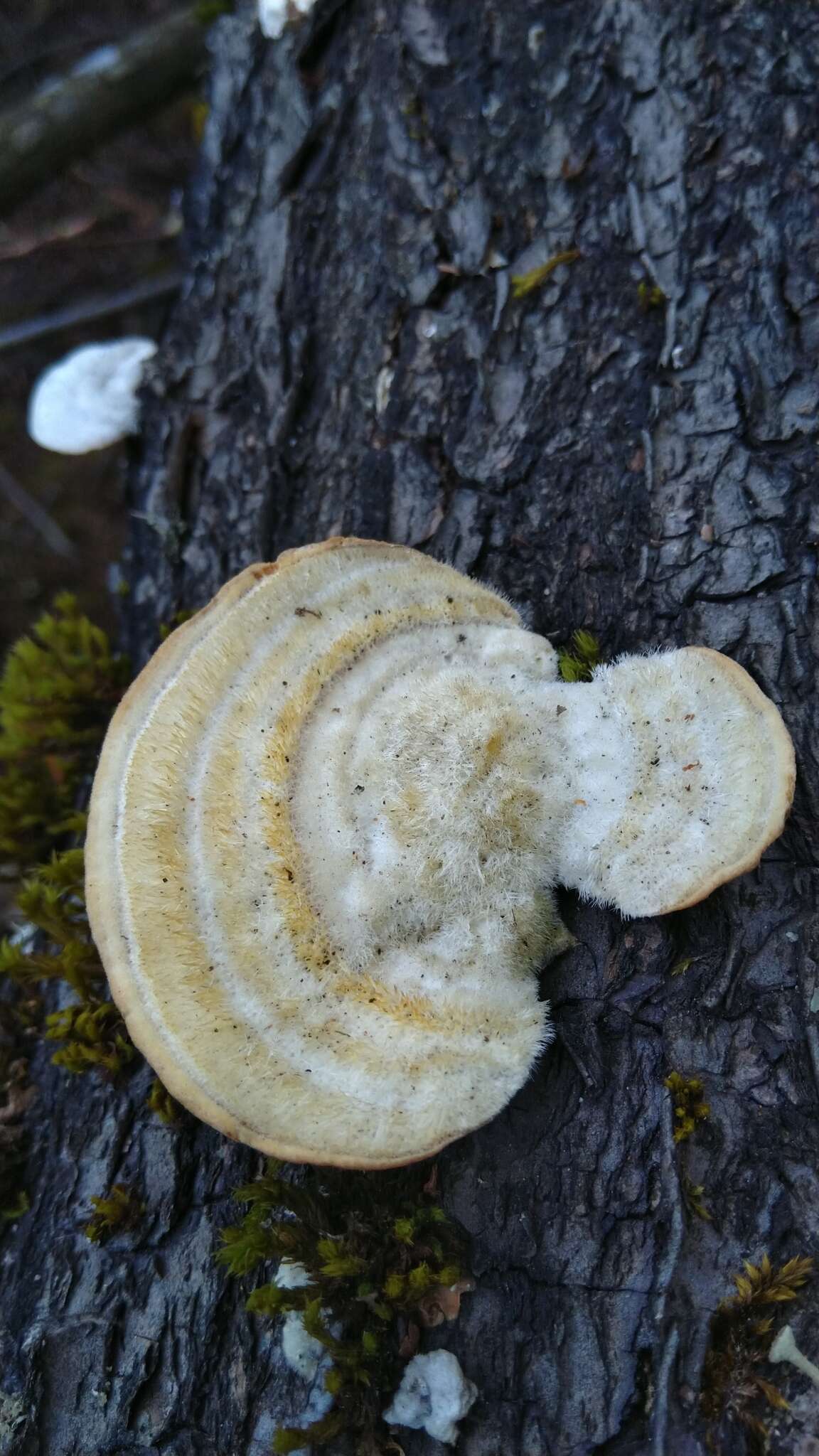 Image of Trametes hirsuta (Wulfen) Lloyd 1924