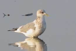 Image of Short-billed Gull