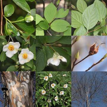 Image of Japanese stewartia