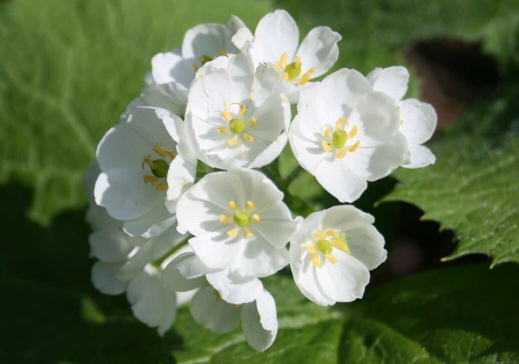 Image of Diphylleia grayi F. Schmidt