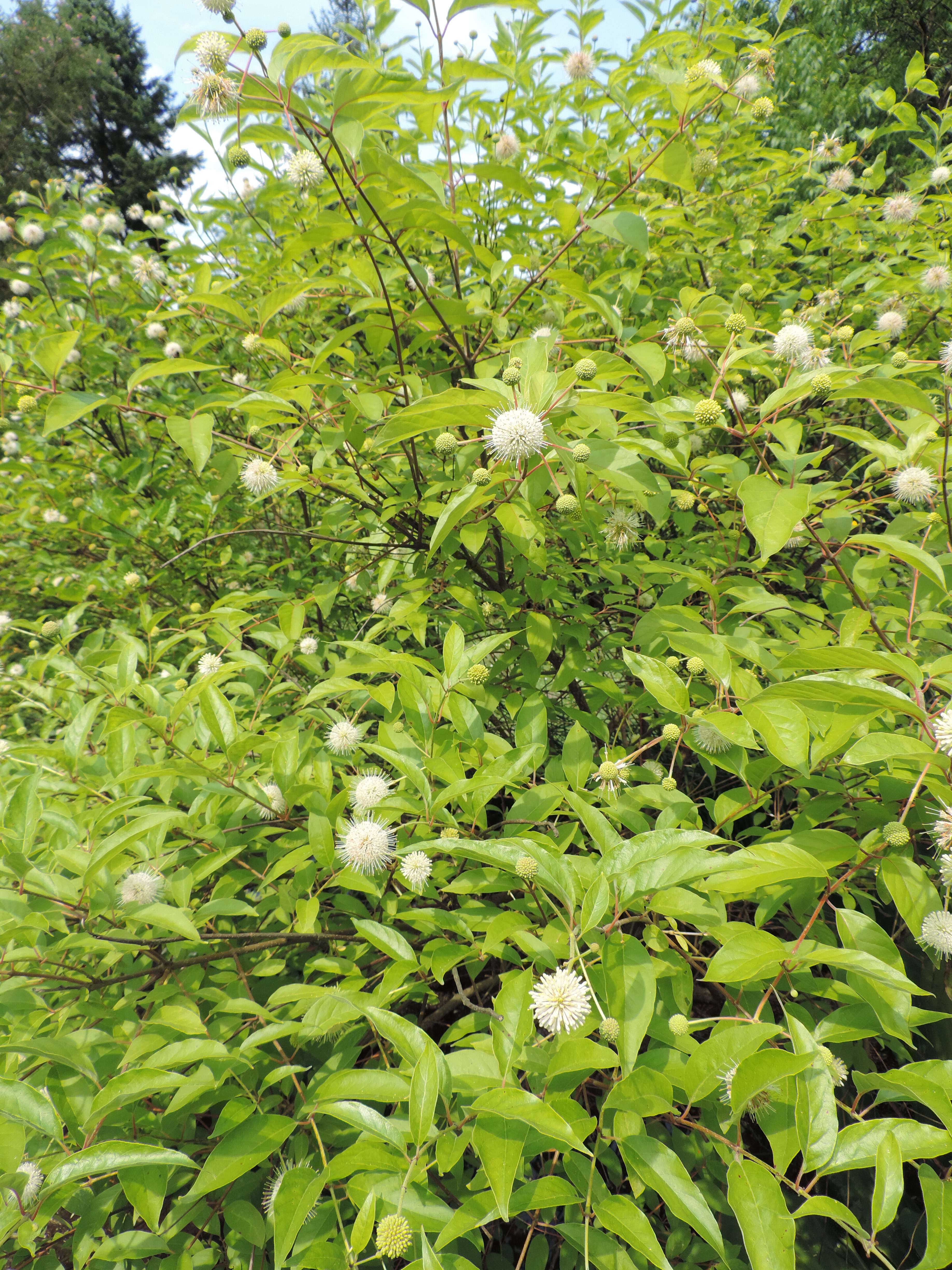 Image of common buttonbush