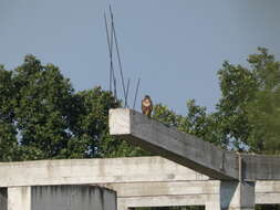 Image of Common Buzzard