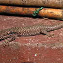 Image of Unisexual Lizard