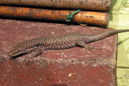 Image of Unisexual Lizard