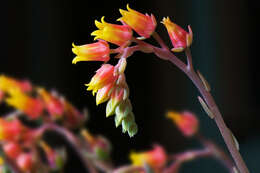 Image of hens and chicks