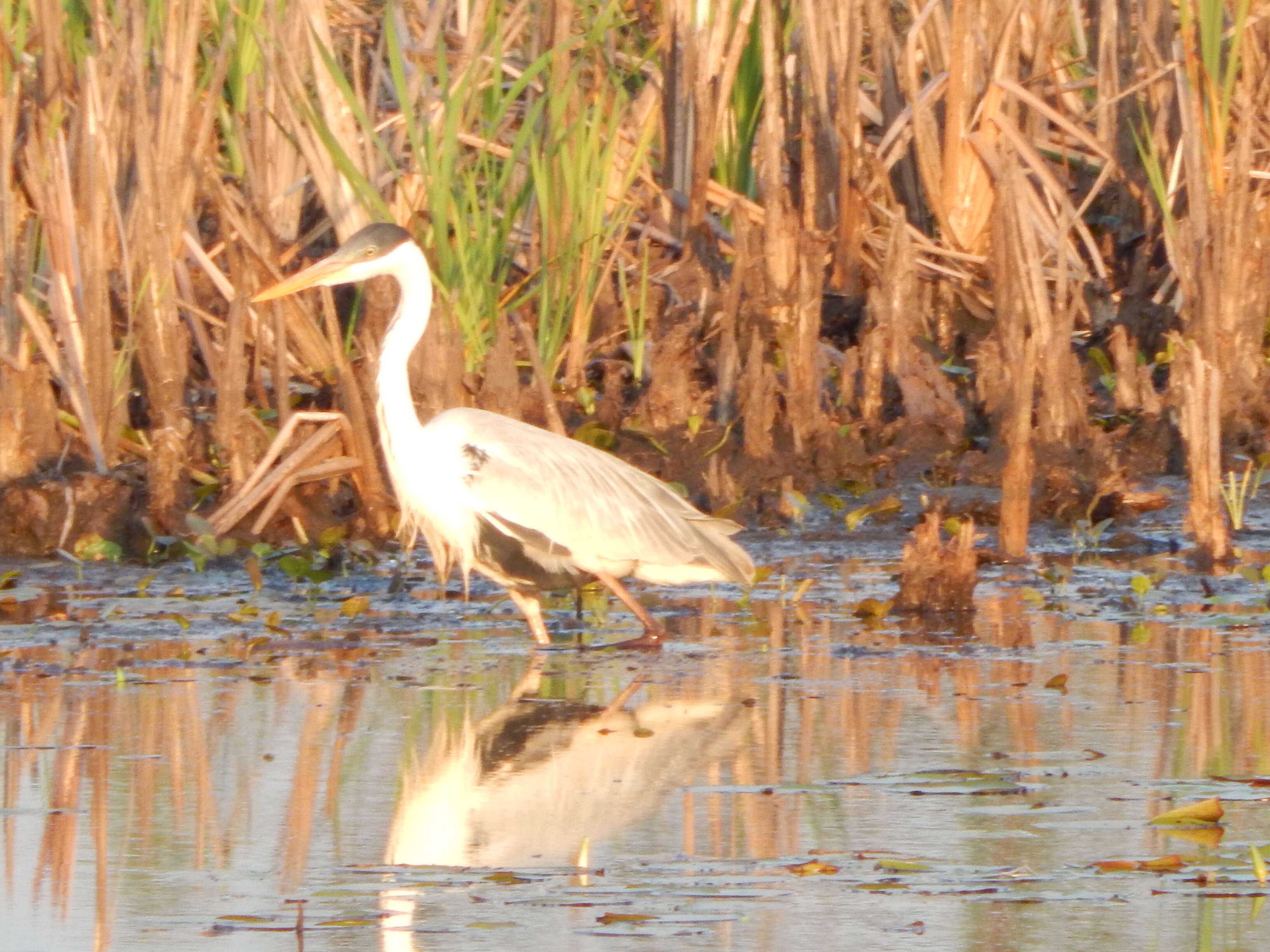 Image of Cocoi Heron