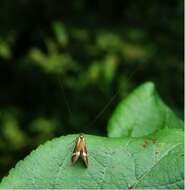 Image of Longhorn Moth