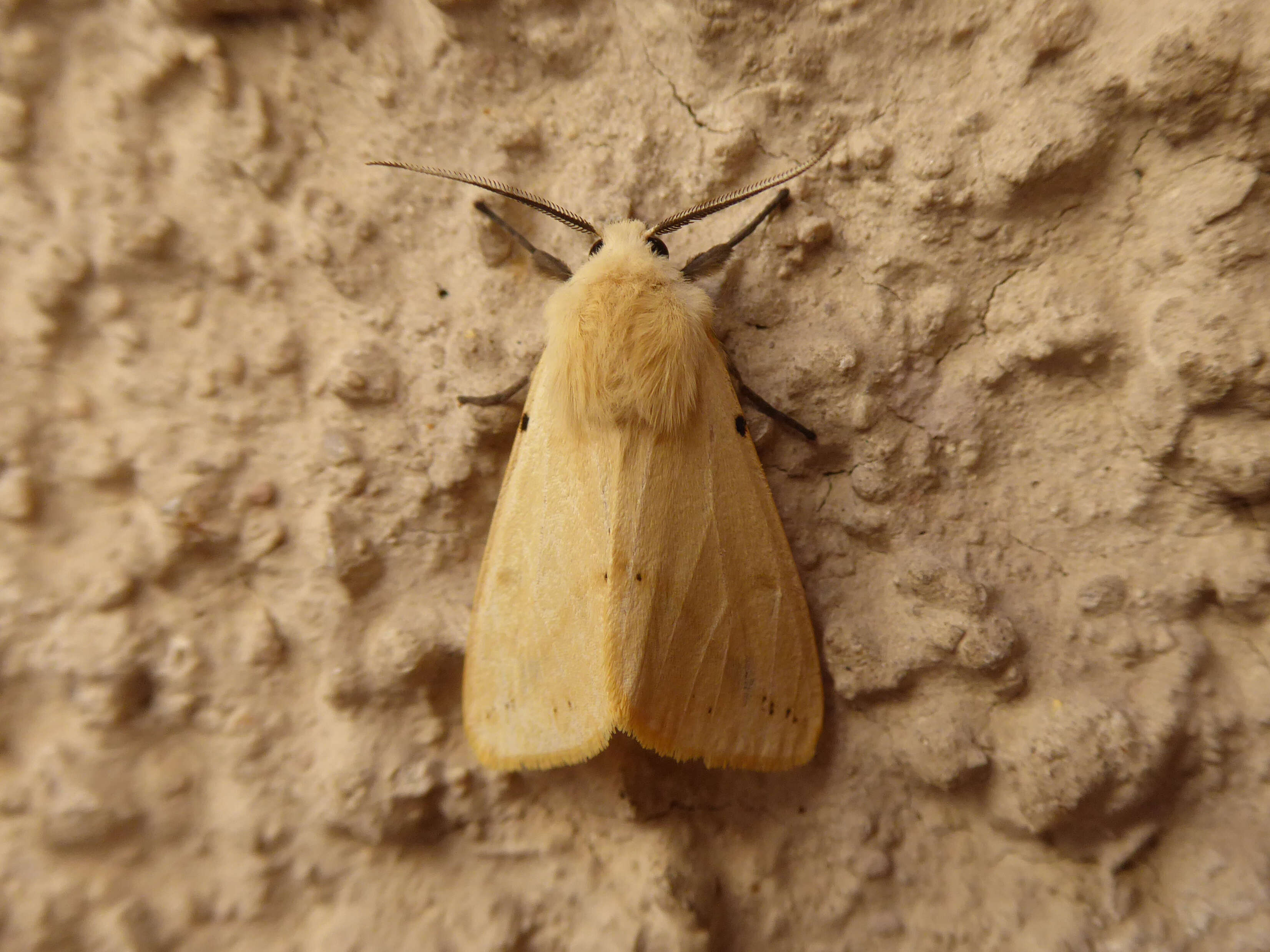 Image of Spilosoma lutea Hüfnagel 1766